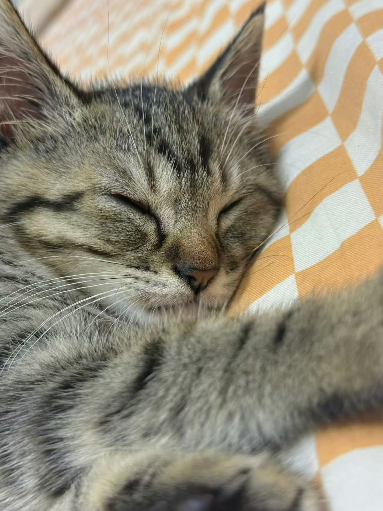 张奕然的猫叫咖啡看着猫猫乖乖趴在旁边，心都要化成水了～果然可爱的生物都是相互吸