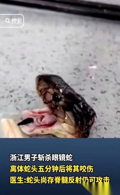 72岁的诸暨老钓友张大爷一铲子斩断了眼镜蛇的脑袋，可5分钟后，当他毫无防备地弯腰