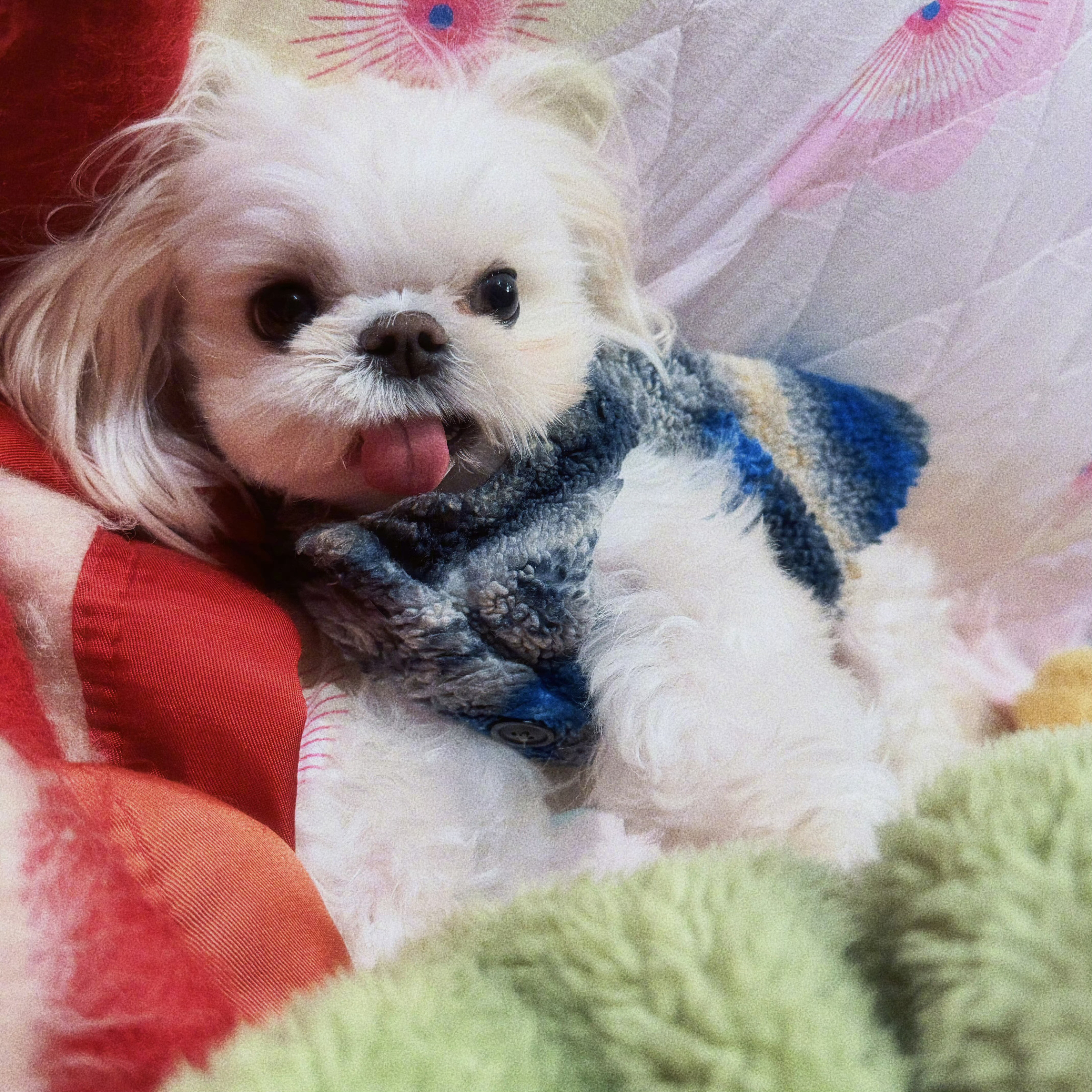 其实吧，透过现象看本质，白鹿养的这只狗，应该也不算稠。至少吐舌头卖萌时候挺好看的