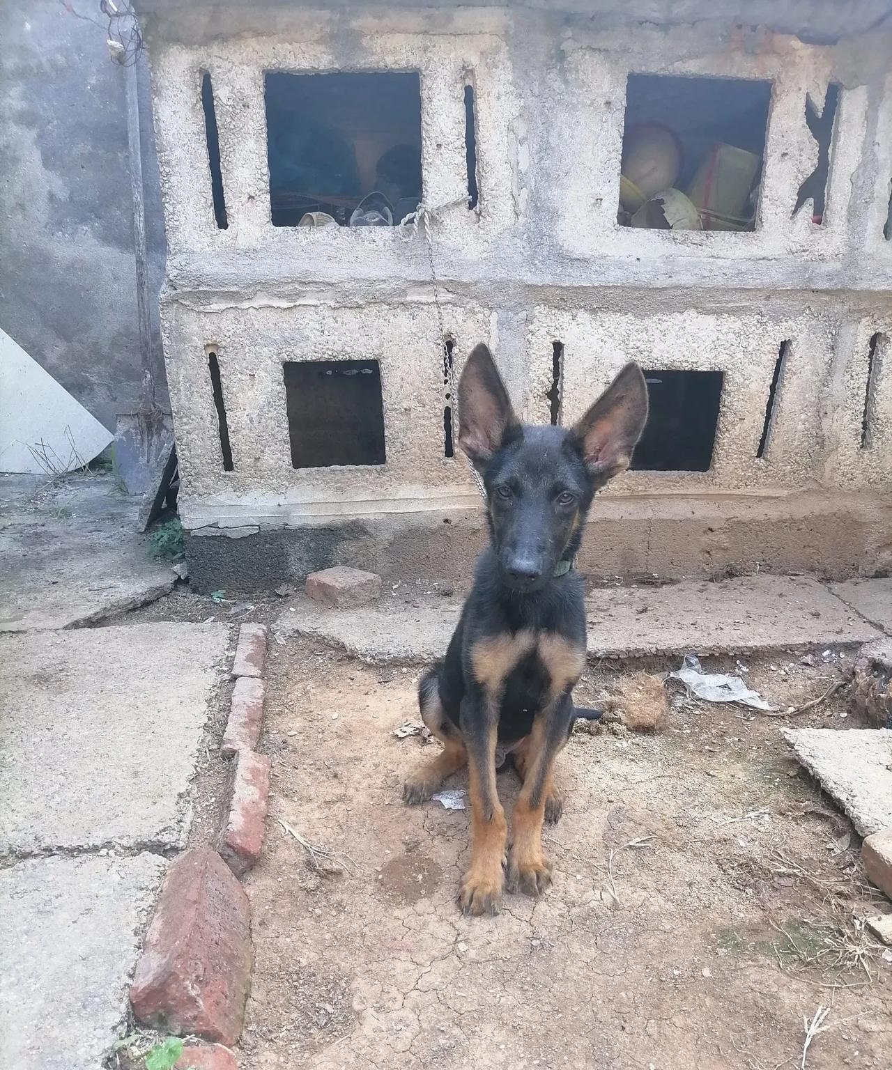 看看我家养的马犬纯正吧？友友给看看，这个马犬纯正吧？我看是挺好的。以前没养过高