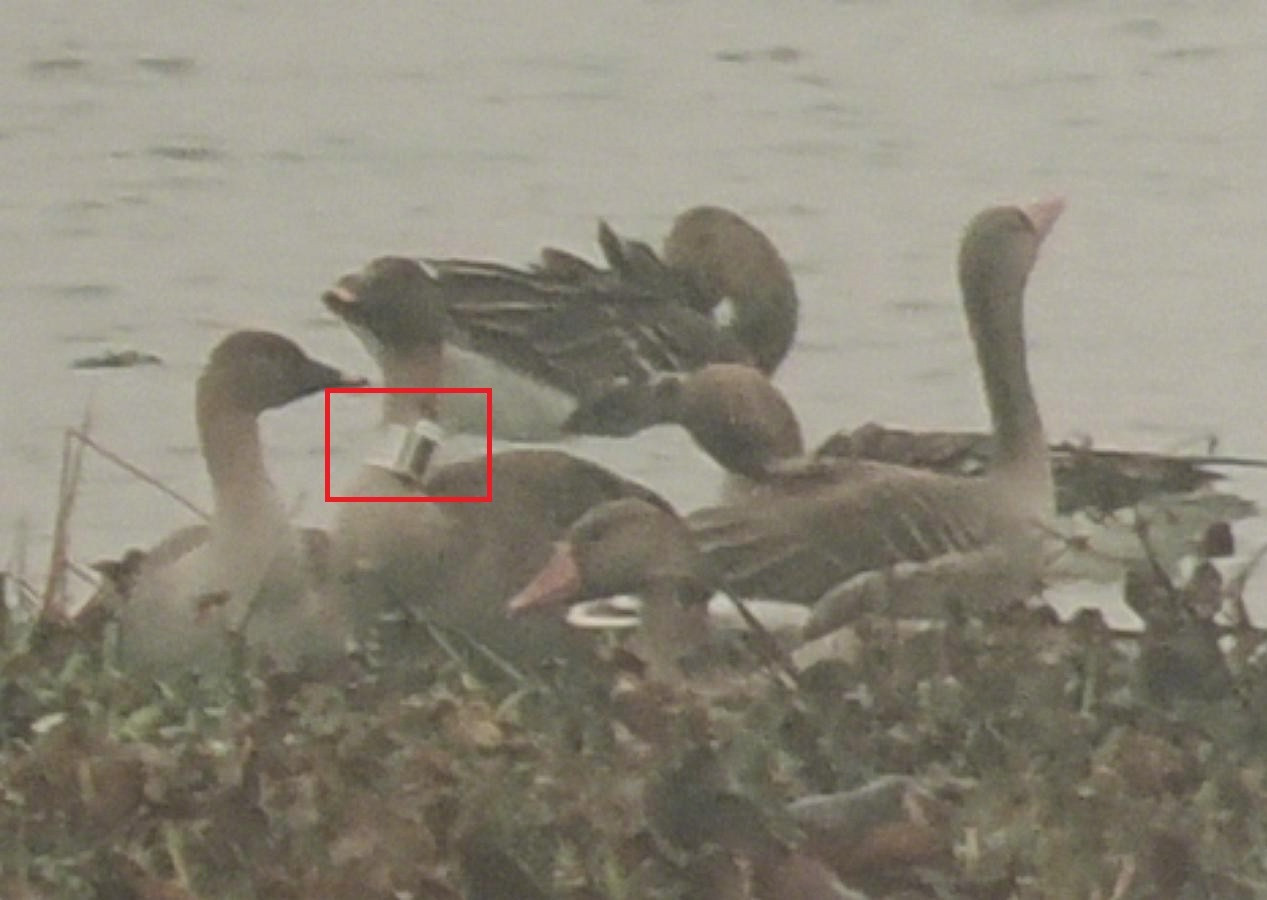 #男子驱车800公里守护追踪一年的豆雁#【#豆雁为何放弃洞庭湖改道安徽越冬#】为