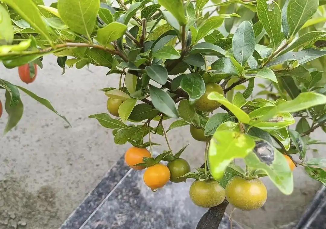 我小姑子是丁克，一辈子没结婚，也没生孩子，前几个月她生病住院了，大姑姐和她女儿伺