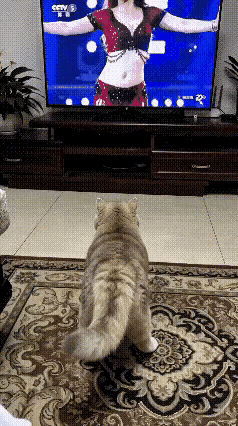 成精了！一女子在家看电视，画面里正播着动感肚皮舞。万万没想到，她家猫咪竟看得入迷