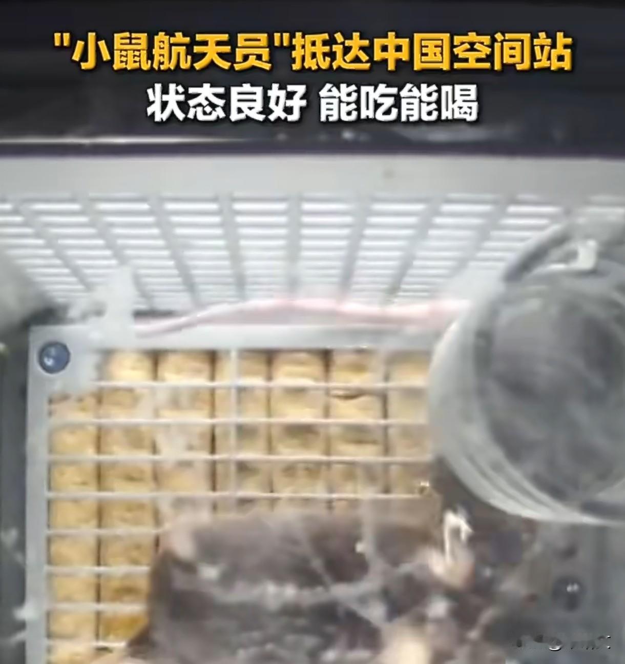 中国空间站太豪横！小鼠喝特供豆浆，太空存粮堆成山咱中国空间站的“太空福利”