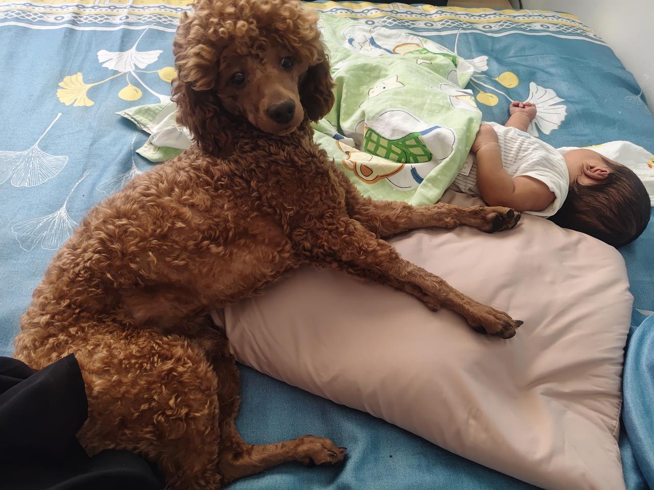 你说狗狗通人性吧，好像真的懂事一样。把孙宝带回我这边洗衣服，给泰迪小七和鹿犬