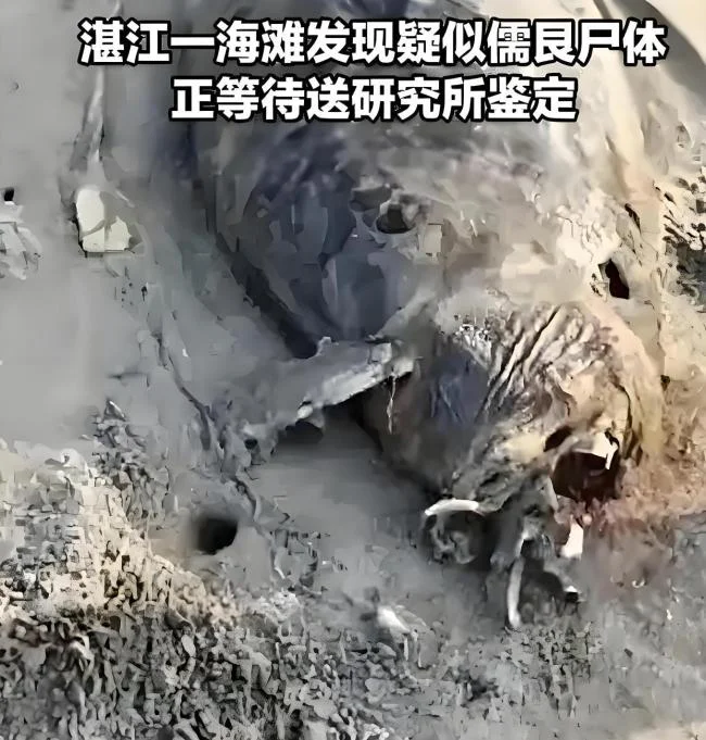 湛江海滩惊现“美人鱼”遗骸？