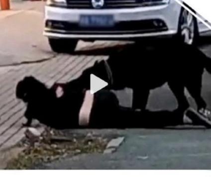 株洲女子遛狗遭恶犬撕咬：比伤口更痛的，是人性里的温度与冷漠12月9日晚上十