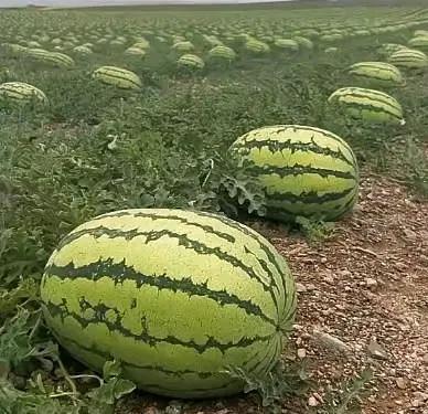 宁夏瓜农又硬气了为了不让宁夏自家西瓜被外地客商低价收走，瓜农们想了个狠招，就是