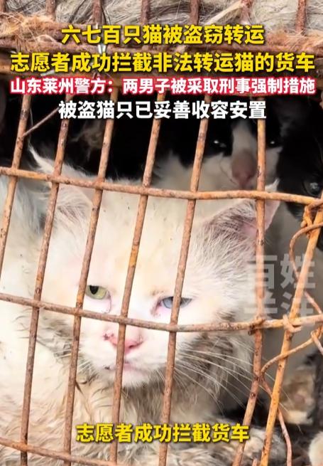 足足六七百只！山东一辆非法运猫货车被志愿者当场拦下，现场堆满猫笼的画面触目惊心，