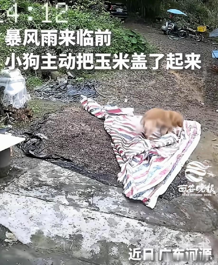 小狗向来对主人忠心耿耿。大雨将至，屋外还摊着晾晒的玉米，懂事的小家伙竟主动拖来塑