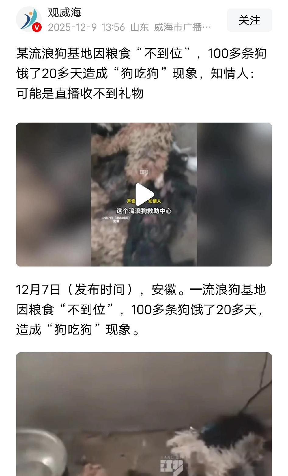 安徽，一个流浪狗基地因粮食短缺，100多条狗饿了20多天。根据观威海的报道，