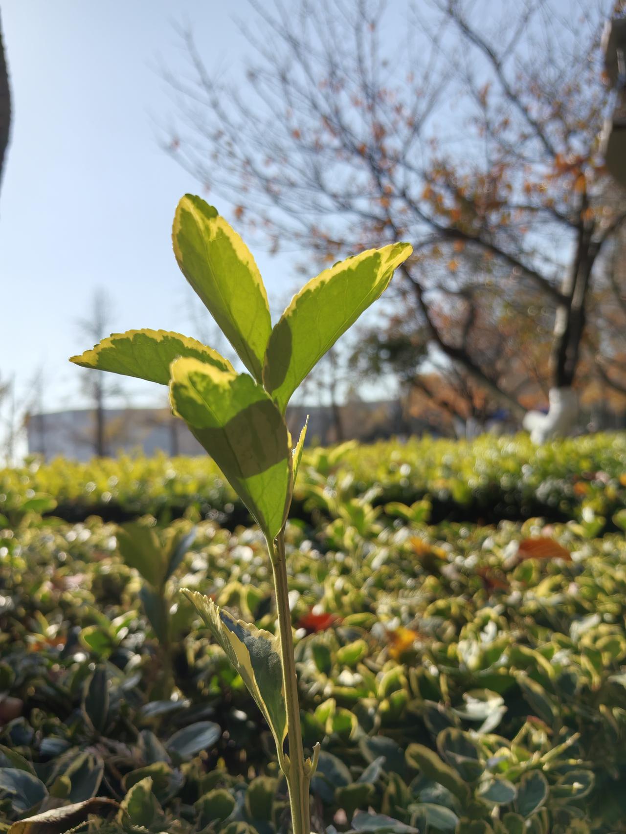 有一个问题想不明白:为什么女人结婚以后只有婆媳矛盾和公公却没有矛盾呢？经常看