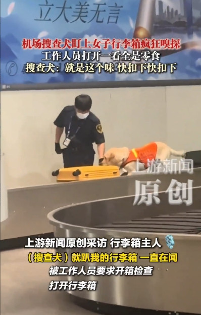 “闯大祸了！”8月19日，天津，一女子下飞机后等行李箱，结果看到搜查犬趴在她的行