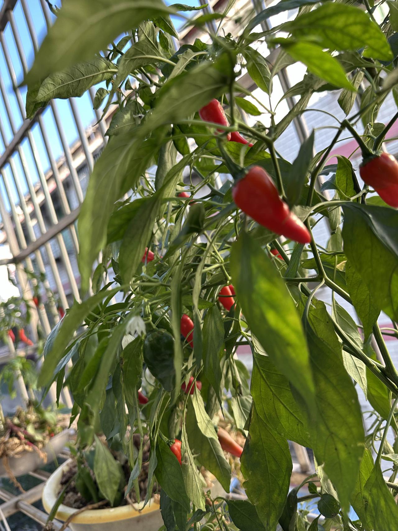 种在阳台花盆里的辣椒终于长成了我想要的样子：枝叶绿意盎然，其间红果闪烁。再不