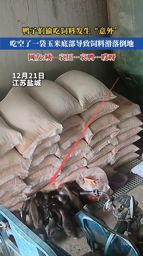“悲剧还是发生了！”12月21日，江苏盐城，一女子将鸭子和玉米关在一起，结果女子