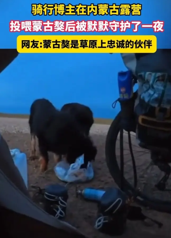 太有灵性了！内蒙古包头，一男子晚上露营时，突然遇到了两只大型猛犬，看到它们在翻垃