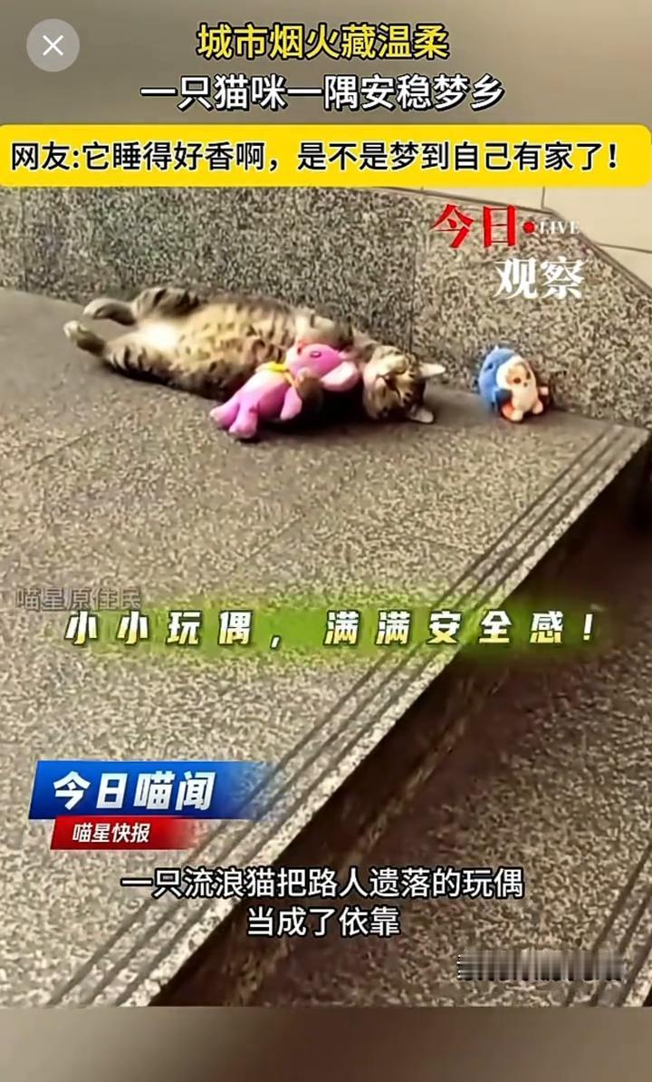 城市烟火藏温柔，一只猫咪一隅安稳梦乡。喵星快报。网友：它睡得好香，是不是梦到