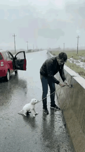 下雨天被绑栏杆的狗狗，戳穿了多少人的“伪爱心”！灰蒙蒙的