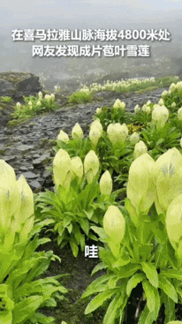 不仅西藏，全国人民都知道了！海拔4800米的喜马拉雅山脉，网友在登山时，竟