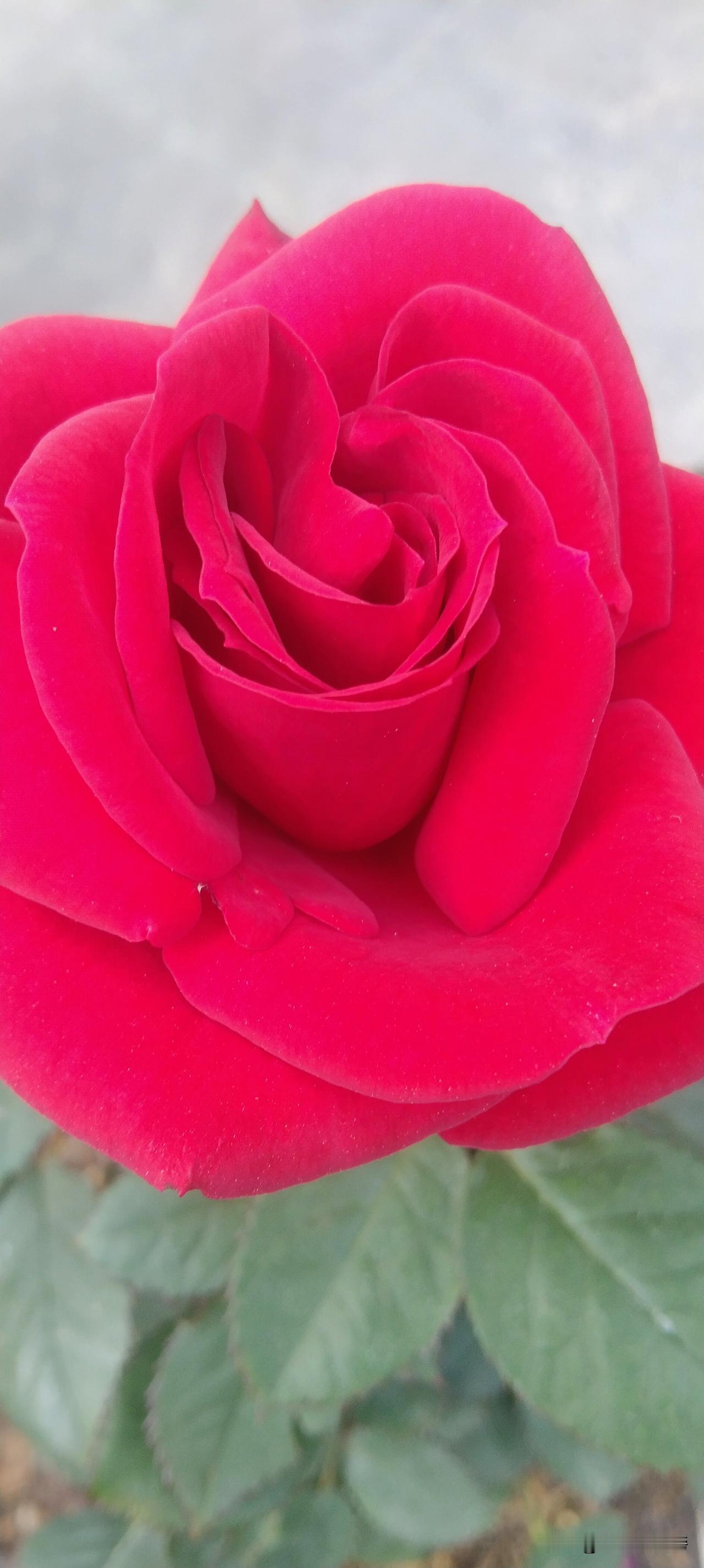 我养了一颗月季花，以前我也养着月季花，现在也养着，印象中没有啥特别的，都输是花开