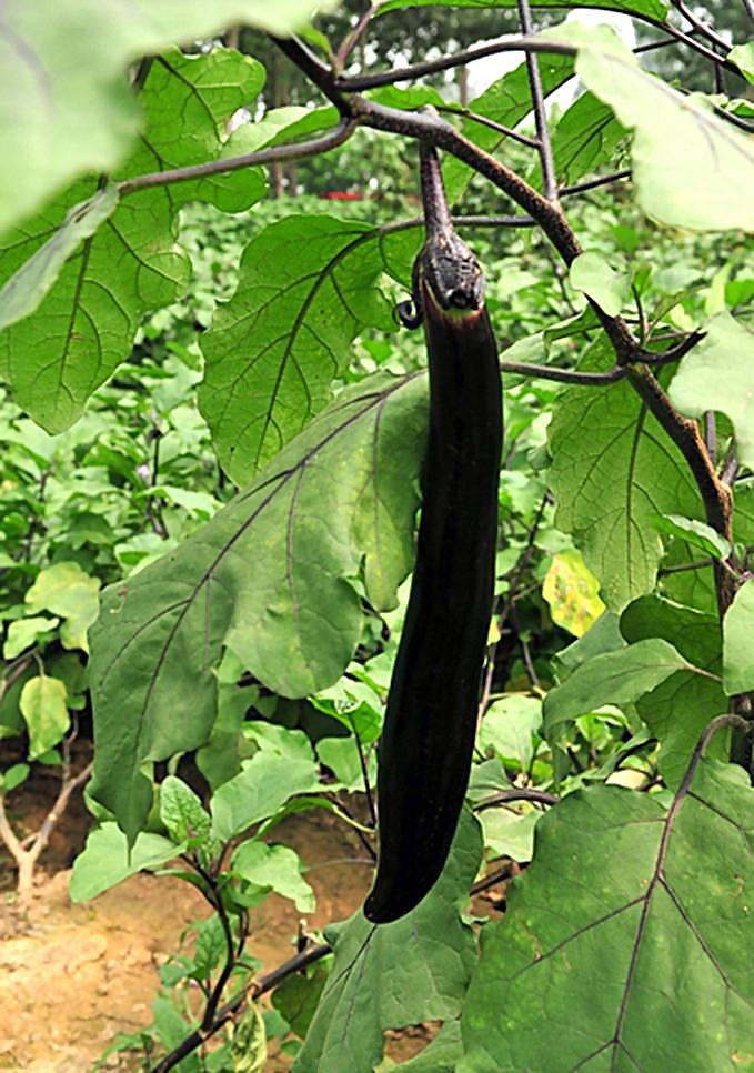 茄子是一种深色蔬菜, 江浙人称为六蔬, 广东人称为矮瓜