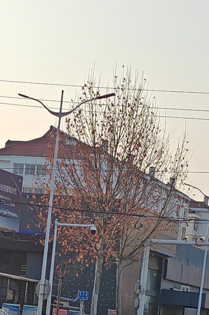 楼前的梧桐树，树梢上还挂着几片叶子，它们不舍的落下来，还再啃老本？叶子黄了，但这