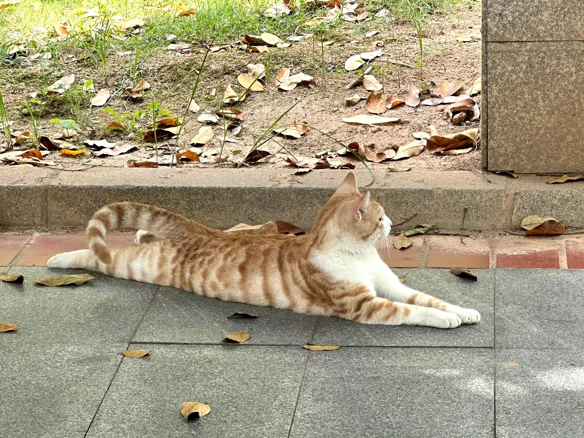 公园里的小猫长的真漂亮啊，姿势真可爱～