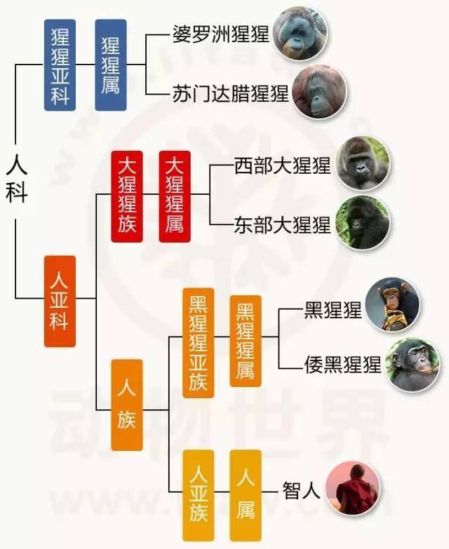 猩猩为什么属于人科？猩猩离着人类亲缘关系有多近？说到底主要还是生物命名规则和