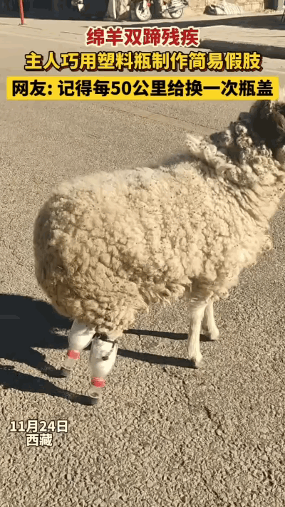 “太有头脑了！”西藏，一只小羊因寒冷冻坏了双蹄，再也无法站立行走，本以为此生只能