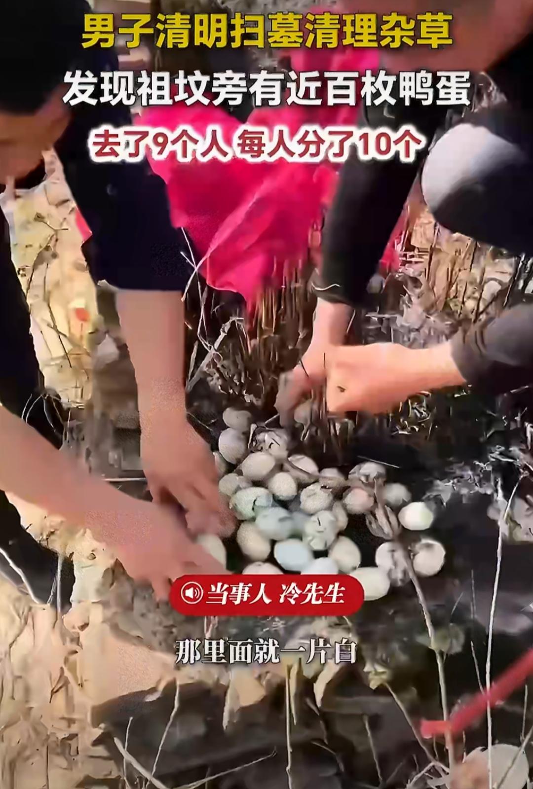 男子清明扫墓祖坟旁捡近百枚鸭蛋！9人分蛋差不多每人分的10个，并笑称“太奶显灵发