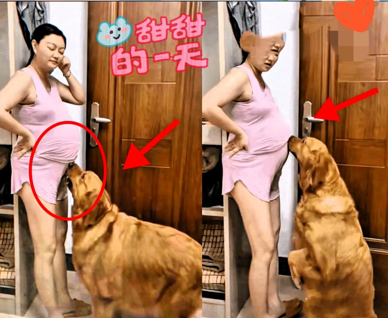 胆子太大了非常勇敢要是给我100万我都不敢。养这么大的狗，要是你们敢吗？