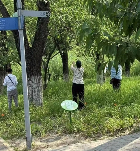 “这果子有农药，不能摘！”北京，某公园内山桃枝头还挂着青果，却被游客疯狂“扫荡”