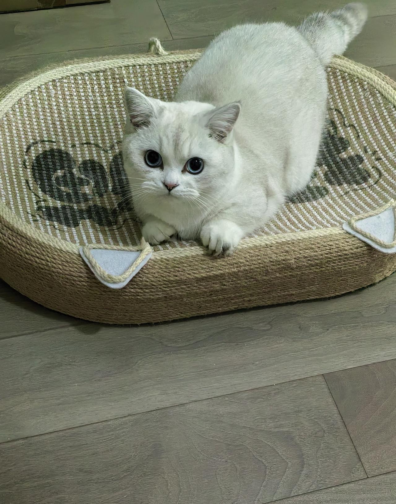 我家猫咪叫雪糕.他的睡觉总爱卷成球壮，给你们瞧瞧这它可爱的模样。养久了猫就会明