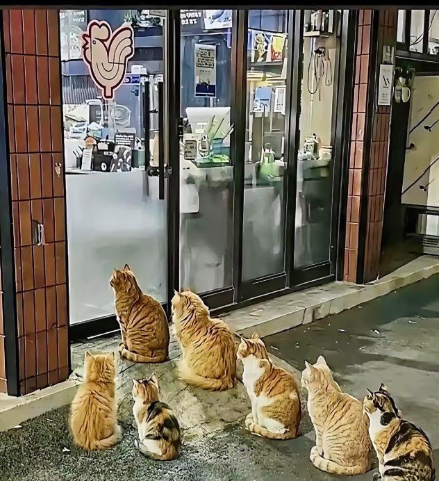 5月5日报道，北京一家烤鸡店濒临倒闭，心善的老板却每晚坚持喂流浪猫。半年后，群猫