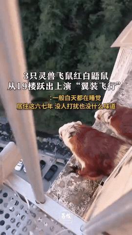 解释不清了！陕西安康，男子在阳台，偶然瞥见窗外有三只红色的老鼠，他还没来得及细看
