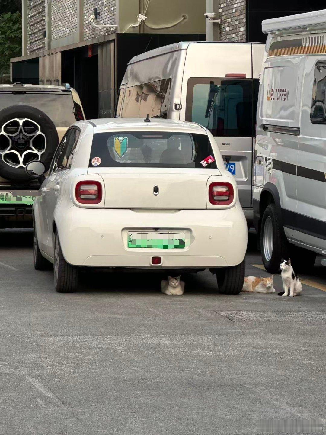 园区里的猫可能受我们的影响，也挺懂车的，它们知道这台车叫欧拉黑猫，就爱在这搞聚会