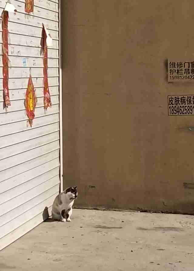 猫咪有九条命小区有一位大姐特别的有爱心，她看到流浪猫狗很可怜，就会买猫粮和狗粮