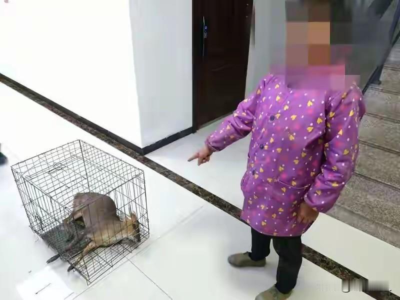 台州女子山上布下"死亡陷阱"！夹死黄麂后刑拘，人性的贪婪比铁夹更冷！台州女