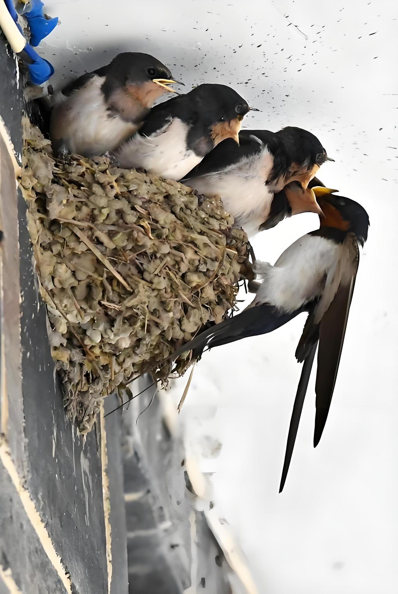 富贵人家从不筑燕子窝，老祖宗早讲清其中玄机：若家中出现燕子，实则是在提醒你这2件