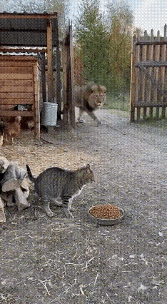 还得是猫咪，要是狗子估计早就吓跑了