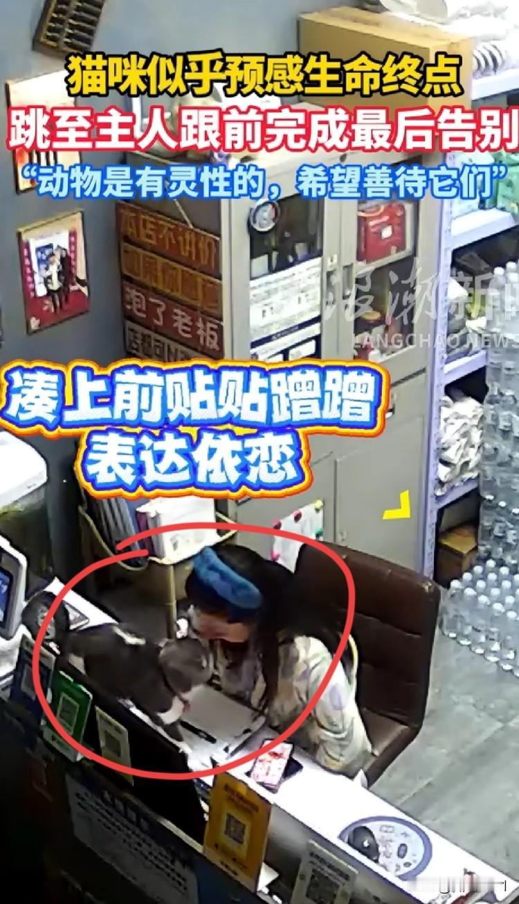 “家人们快看这个视频，真的破防了！一只猫咪好像预感到自己要离开，跳到主人跟前一个