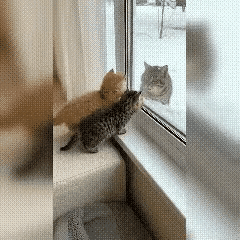 泪目！流浪猫妈雪天探娃，转身那刻我读懂了母爱的真相谁能想到冰