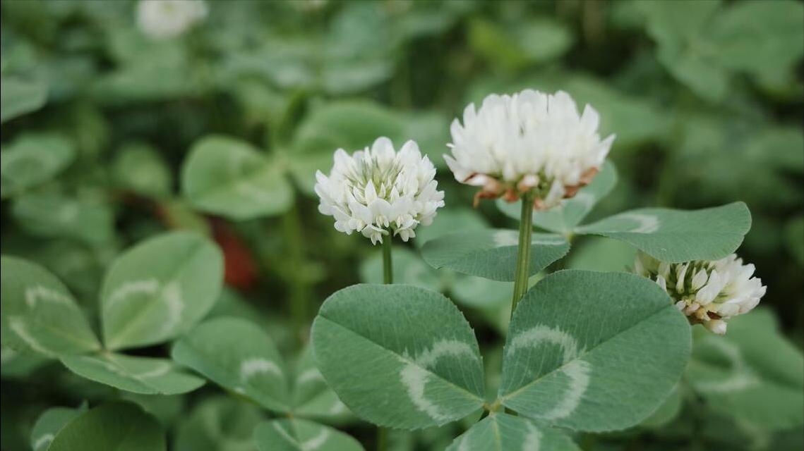 5月1日劳动节开始,逆风翻盘,越努力越幸运的生肖,生活顺心