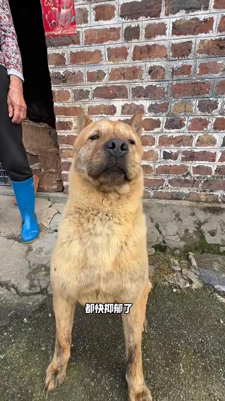 第一站广西桂林。这是我奶奶养的狗，天天在老家守门，都快抑郁了。我想带它出去旅游