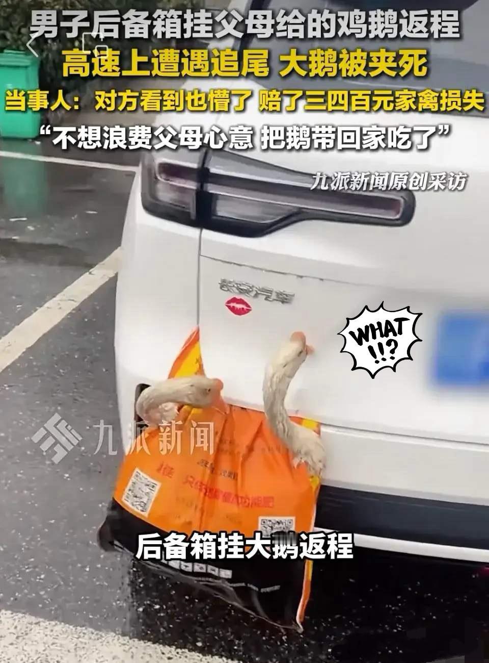 谁能想到，跨省返程上班，后备箱挂着爸妈给的鸡鹅，竟闹出这么大争议！男子怕活禽