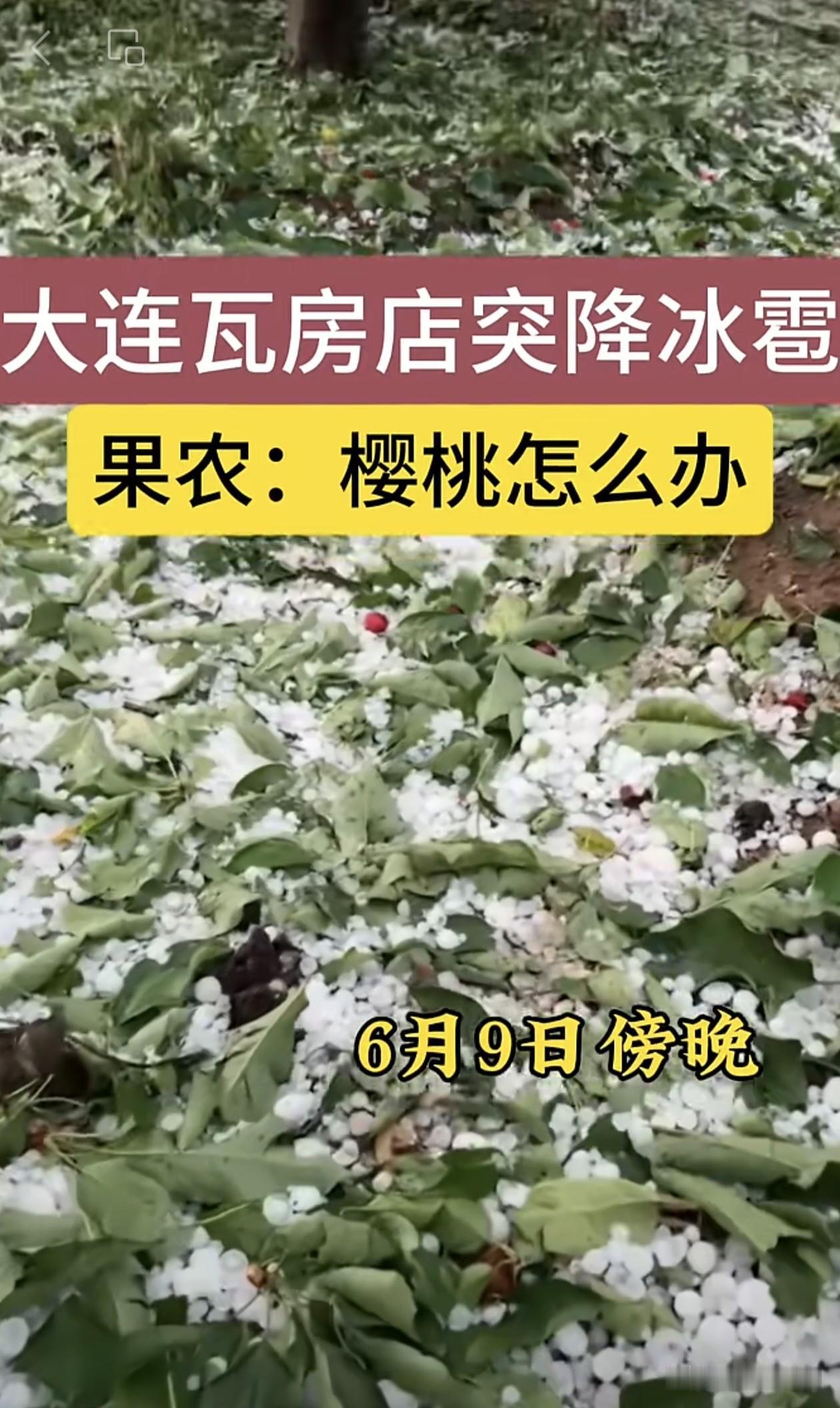 冰雹突袭瓦房店，满地樱桃碎了一地农人心…六月的大连瓦房店，本该是樱桃飘香、