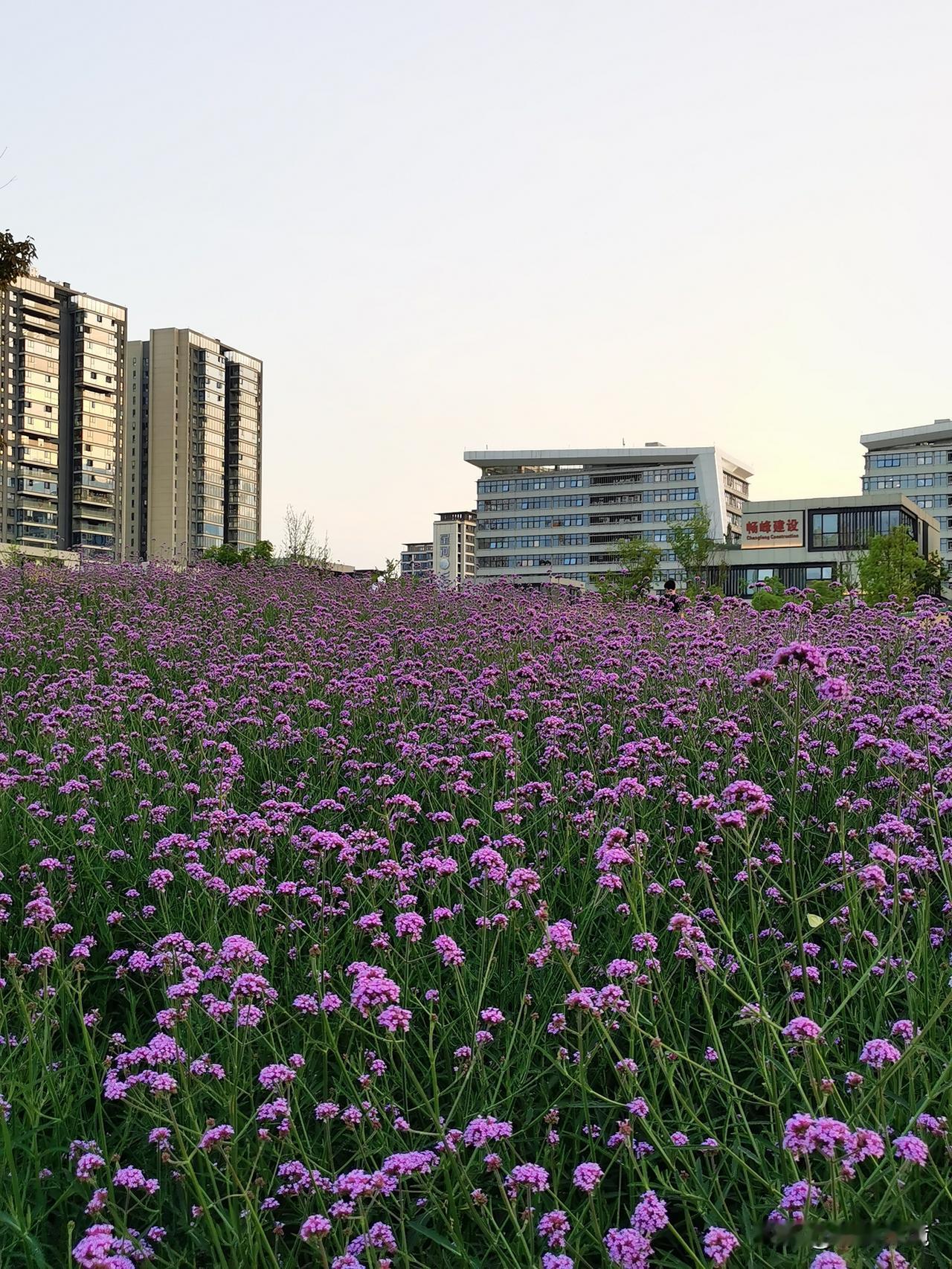 夕阳下的马鞭夕阳笼罩下的马鞭草，宛如一幅绝美画卷。在星河科创公园，偶然邂逅了