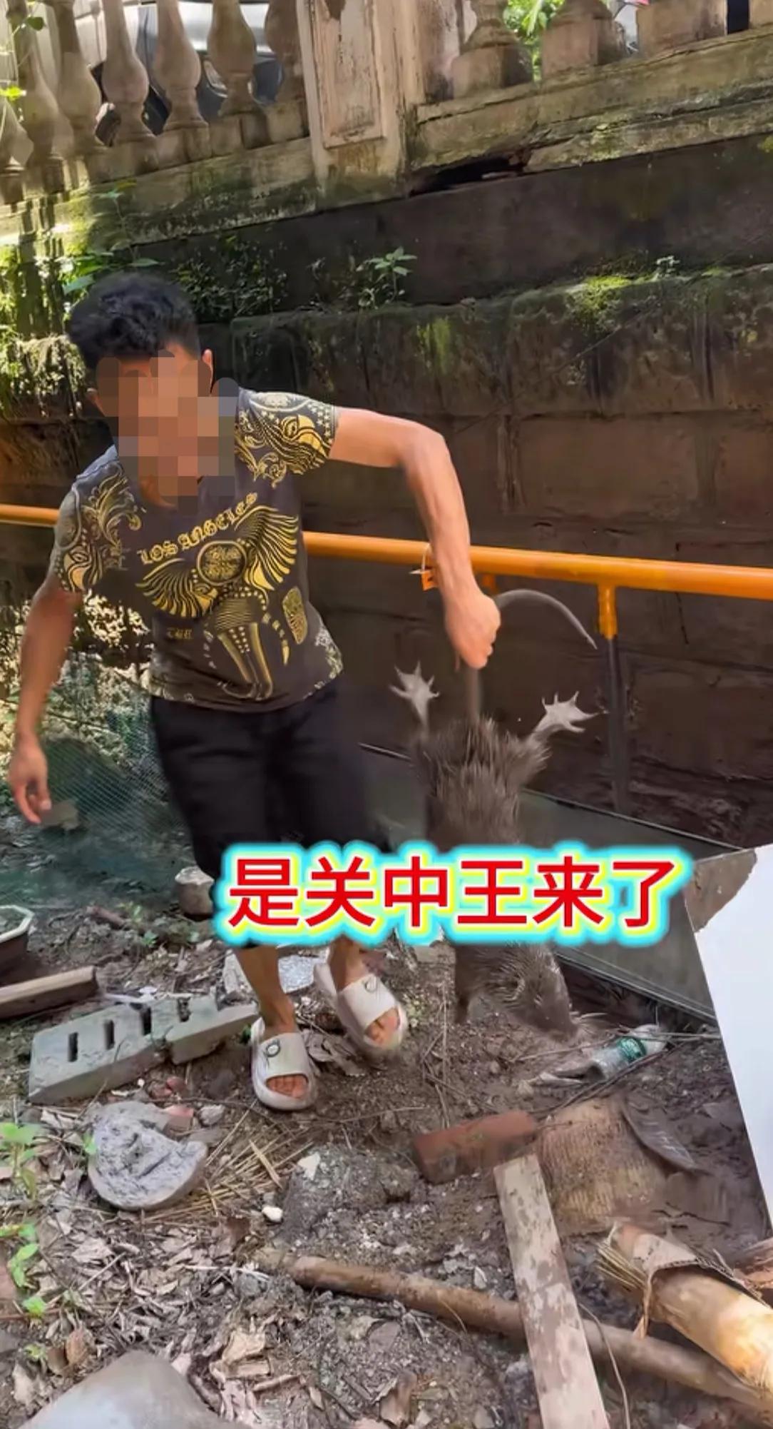 活了几十年，第一次见到这样大的老鼠！