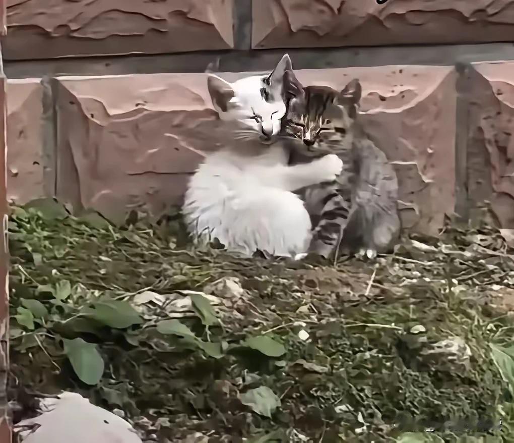 母猫是被人骑电动车撞死的。两只小猫守在旁边叫了一整天，嗓子都哑了。后来就一直在这