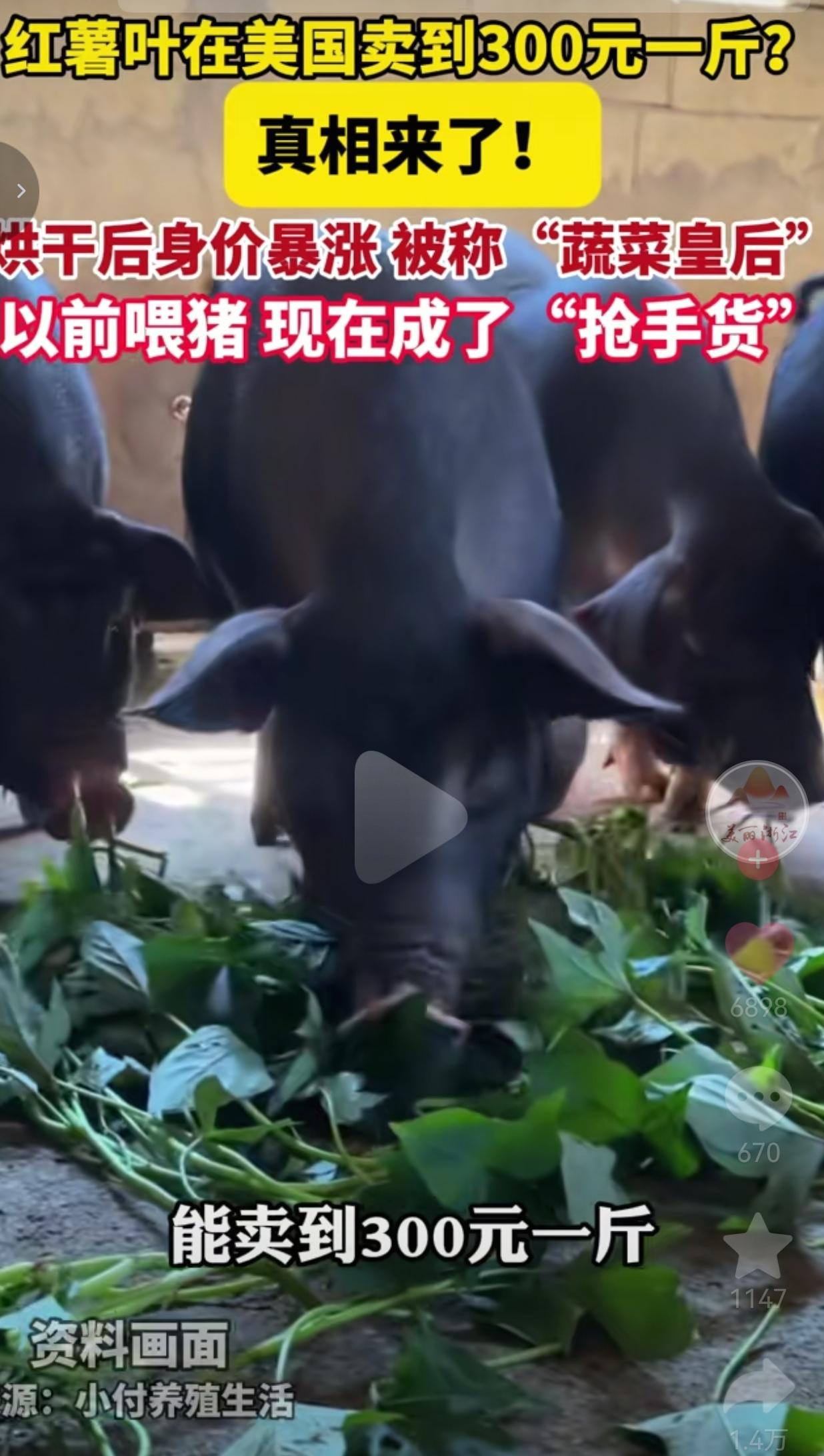 曾经拿来喂猪的红薯叶，烘干后在国外能卖到高价，别再小看乡土里的宝贝别再觉得